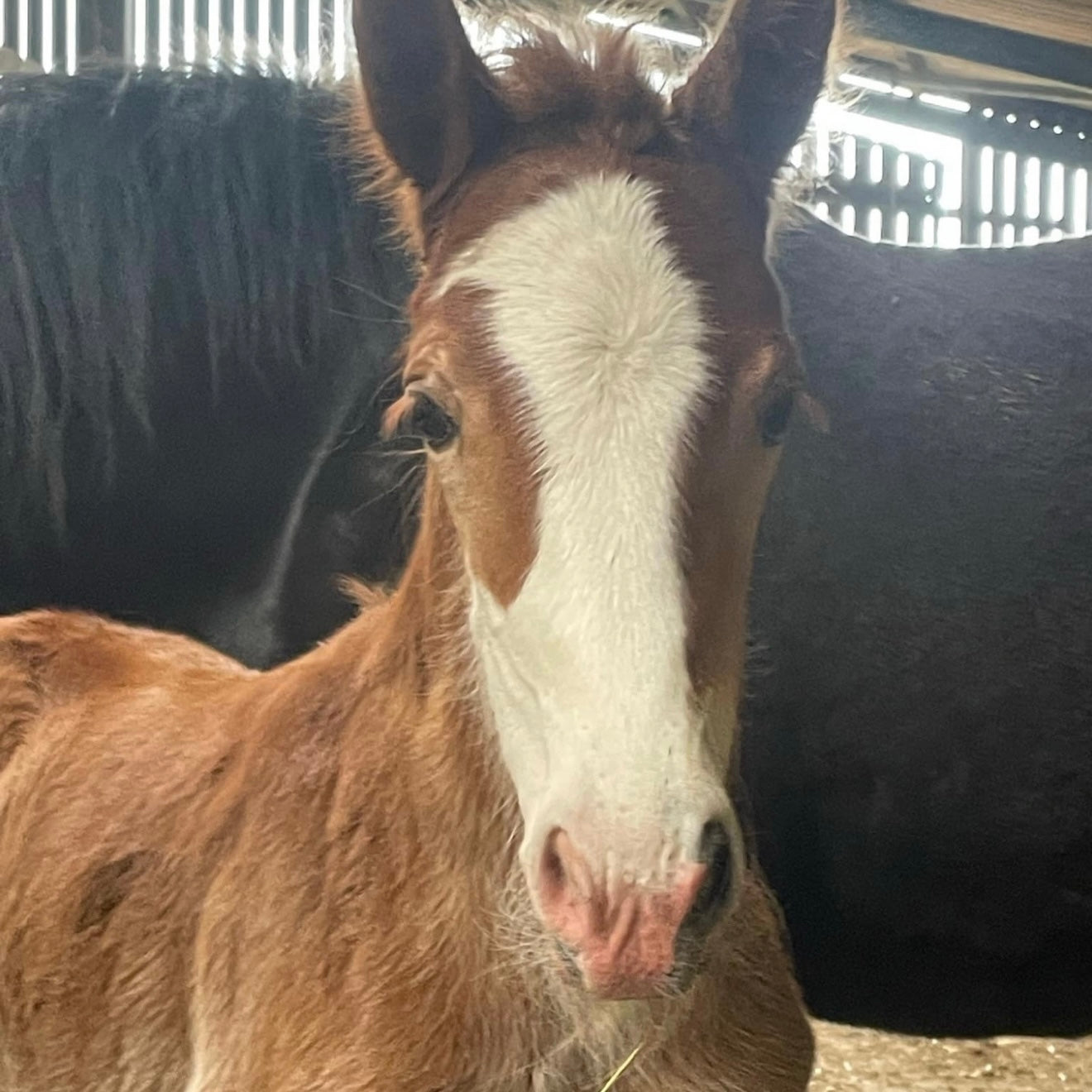 Filly Youngstock/Foal