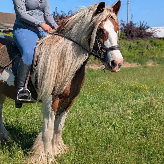 14.2hh COB Mare