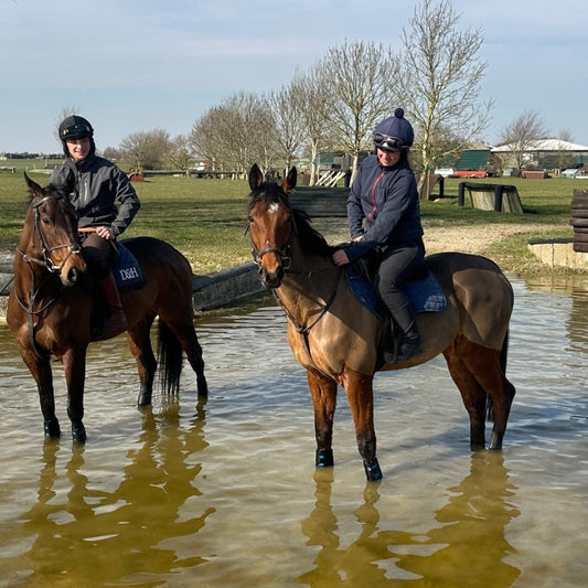 16.2hh Thoroughbred Bay Gelding Ex Racehorse