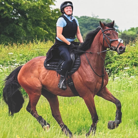 16.1hh Bay Thoroughbred