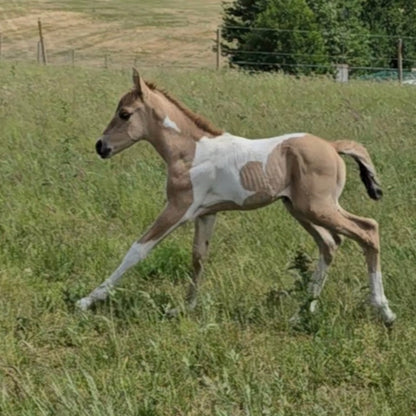 JJ Sweet Chex Dunit" Tobiano Filly Youngstock/Foal
