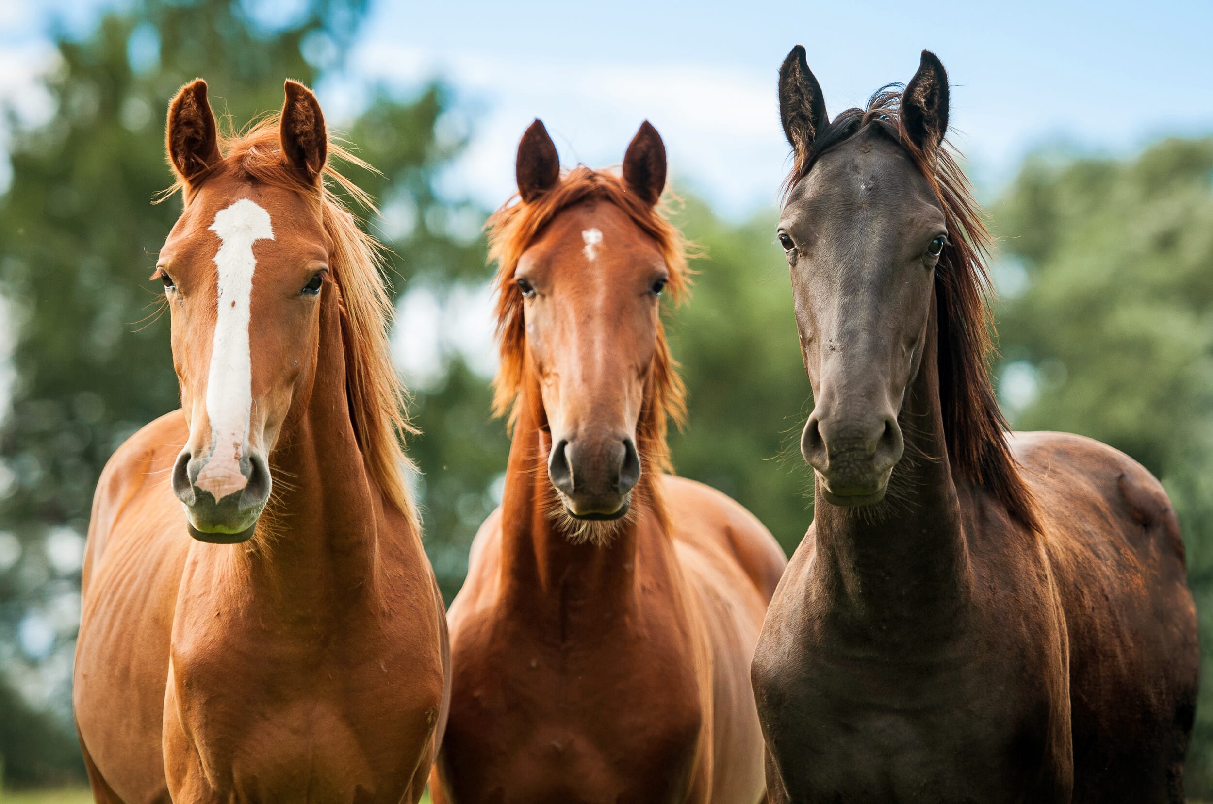 horses for sale